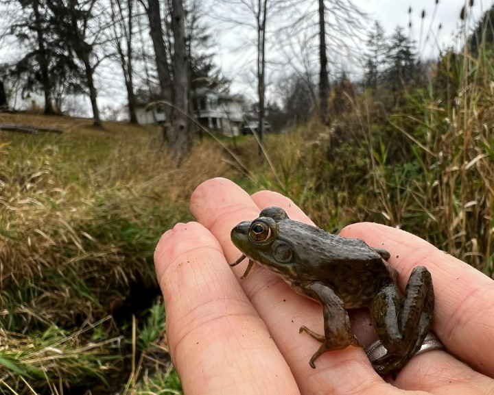 American Bullfrog